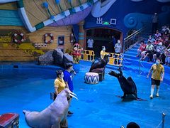 -烟台海昌鲸鲨海洋公园