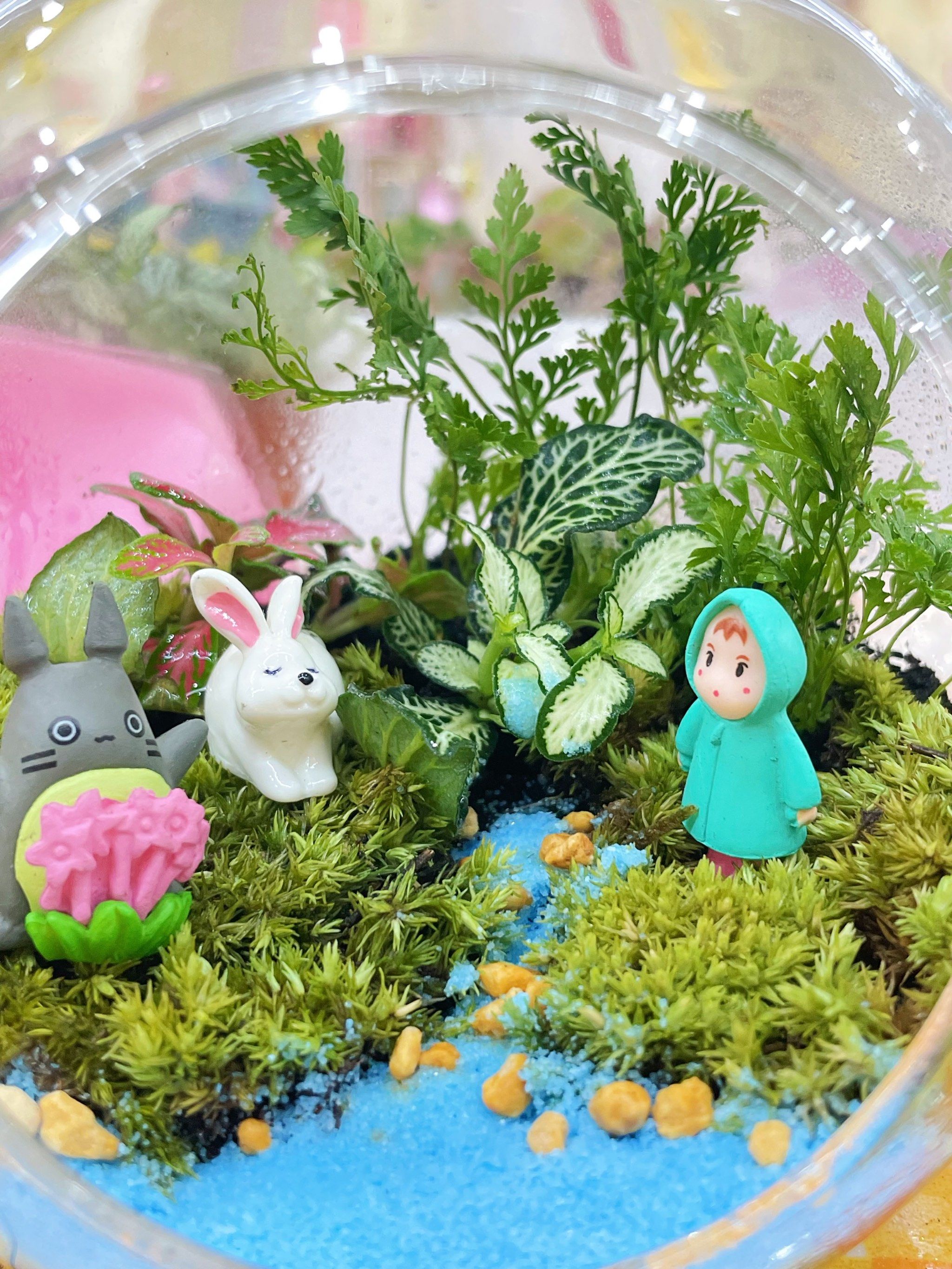 diy微景观生态瓶|又晴手工坊