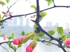 -重庆彩云湖湿地公园