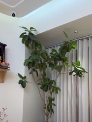 -WENDY·温迪皮肤管理