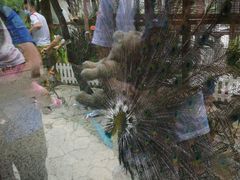 -南宫五洲植物乐园