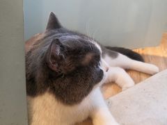 -遇见羊驼·奶狗咖·布偶猫咖·法斗柯基柴犬阿拉斯加(春熙路太古里IFS店)