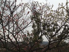 IMG_7287-香雪海