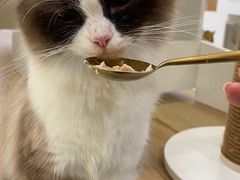 -猫域·湾主题猫咖·宠物吧(南坪城市广场店)