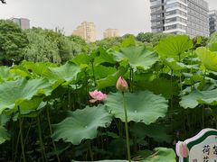 -陈家山荷花公园