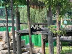 -西霞口神雕山野生动物世界