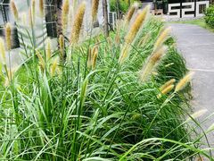 -前小桔亲子创意农场·草莓采摘·露营烧烤