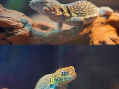 -正佳雨林生态植物园