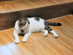 -啵啵喵·猫咖(攀华国际店)
