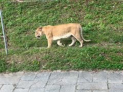 -深圳野生动物园