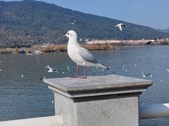 -海埂大坝