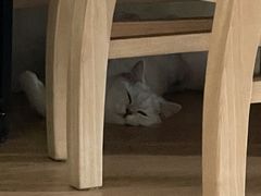 -猫大福·Fortune Cat猫舍(百子湾店)