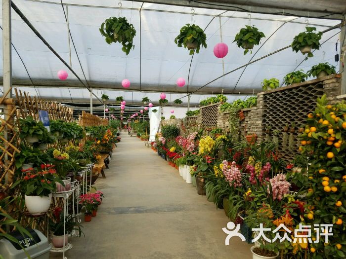 玫瑰园苏州花卉市场-dpuser_0054375944的相册-吴江购物-第2页-大众