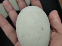 -单家老院·院子里的青岛菜(沙子口店)