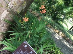 -广西壮族自治区药用植物园