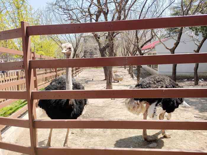 煙臺旅遊 天氣不好看不了海 就去了動物園 據說是好多好多年的歷史