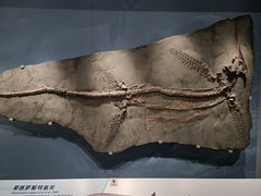 -山东博物馆