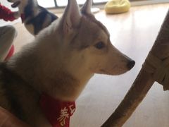 -Husky Go! 哈士奇体验馆·宠物咖啡厅狗咖