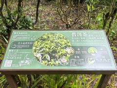 -普洱太阳河森林公园