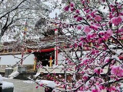 -塔尔寺-菩提树