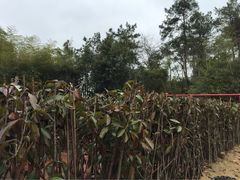 iphone_upload_pic-天目湖涵田度假村