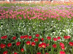-洛阳郁金香牡丹园