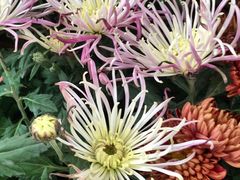 -祥源·阜阳生态乐园