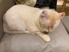 -猫腻·猫咖·撸猫馆(星光大道店)