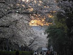-武汉大学-樱园