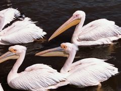 -新疆天山野生动物园