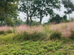 -白鹭湾湿地公园