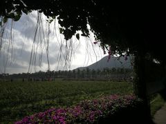 -亚龙湾国际玫瑰谷