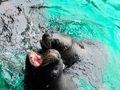 -大连老虎滩海洋公园