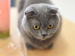 -鼓捣猫呢主题猫咖店