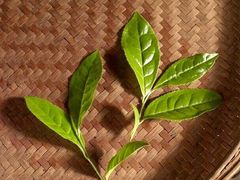 iphone_upload_pic-文雅轩茶叶(锦和越界田林坊店)