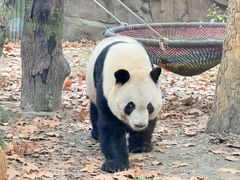 -成都动物园
