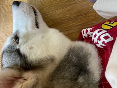 -Husky Go! 哈士奇体验馆·宠物咖啡厅狗咖