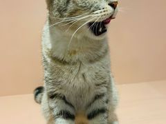 -猫儿山۰猫主题餐厅