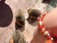 -杭州野生动物世界