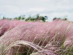 -小麦岛公园