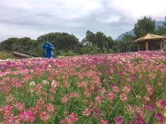 -广州市流溪河国家森林公园