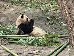 -都江堰中华大熊猫苑