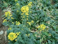 -上膳源有机农场