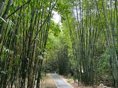 -深圳仙湖植物园