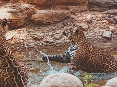 -北京野生动物园