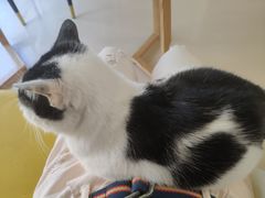 -猫在这儿猫咪咖啡馆·撸猫馆