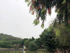 -番禺大夫山森林公园