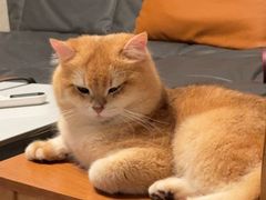 -御宝贝·A梦猫科宠物医院(国际猫友好医院)