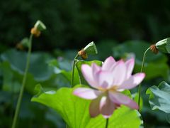 -上海滨江森林公园