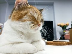 -Bastet sally猫舍购宠(静安店)